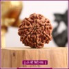 COLLECTOR SEVEN (7) MUKHI RUDRAKSHA FROM NEPAL