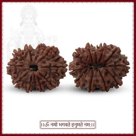 COLLECTOR ELEVEN (11) MUKHI RUDRASKHA FROM NEPAL - VIII