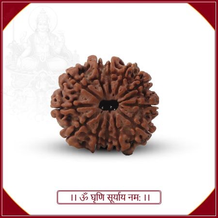 Harnessing Solar Blessings: The Barah Mukhi Rudraksha's Radiant Power