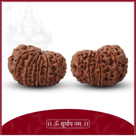 Barah Mukhi Rudraksha