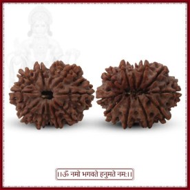 COLLECTOR ELEVEN (11) MUKHI RUDRASKHA FROM NEPAL - VIII