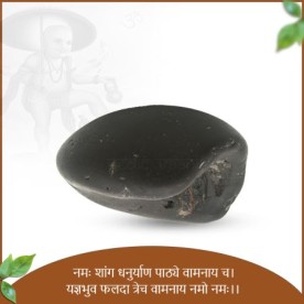 Fifth Incarnation Of The Lord Vishnu - VAMAN SHALIGRAM