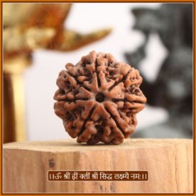 COLLECTOR SEVEN (7) MUKHI RUDRASKHA FROM NEPAL - XIX