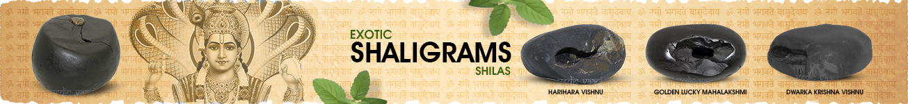 Exotic Shaligram Shilas Exotic Shaligram Shilas