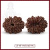 COLLECTOR ELEVEN (11) MUKHI RUDRASKHA FROM NEPAL - VIII