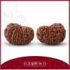 Barah Mukhi Rudraksha