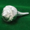 RIGHT HAND SHANKH IN PARAD